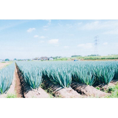 【スピード発送】長ネギ 約5kg 約45本 茨城県産 八千代町産 野菜 農家直送 ねぎ 