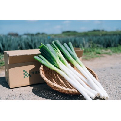 【11月以降発送開始】長ネギ 約5kg 約45本 茨城県産 八千代町産 野菜 農家直送 ねぎ