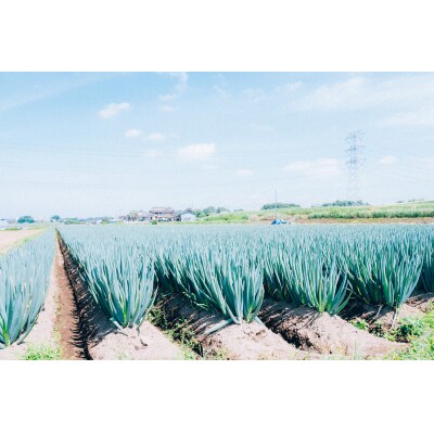 【11月以降発送開始】長ネギ 約5kg 約45本 茨城県産 八千代町産 野菜 農家直送 ねぎ