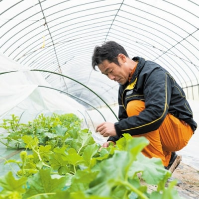 【先行受付 2026年7月上旬以降発送】小玉スイカ 姫甘泉 1箱 2玉入り [AV011ya]