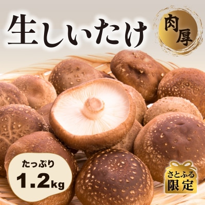 【さとふる限定】肉厚生しいたけ 1.2kg