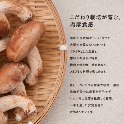 【さとふる限定】肉厚生しいたけ 1.2kg