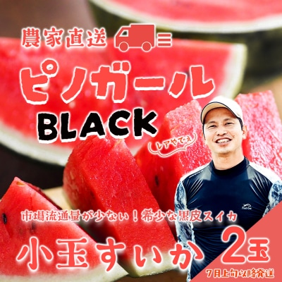 【先行受付7月上旬以降発送】八千代町産 黒皮小玉スイカ ピノガールBLACK[SF950ya]