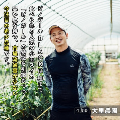 【先行受付7月上旬以降発送】八千代町産 黒皮小玉スイカ ピノガールBLACK[SF950ya]