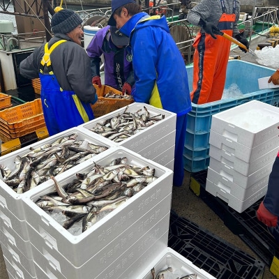 魚 八森産ハタハタ オス・メス混ざり 約1kg(12尾前後) 秋田県産|16_fid-030101