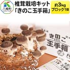 椎茸栽培キット「きのこ玉手箱」約3kg ブロック×1個|16_rnc-020101