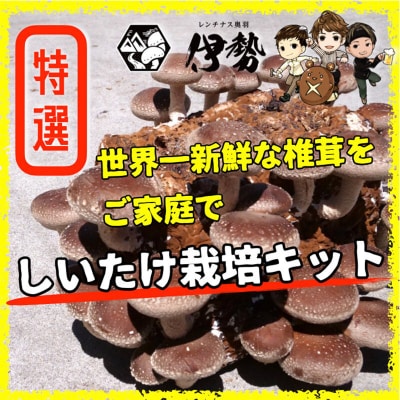 椎茸栽培キット「きのこ玉手箱」約3kg ブロック×2個|16_rnc-020201