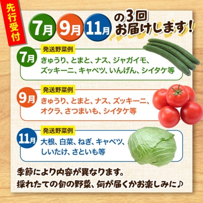 【先行受付】《定期便3回 隔月にお届け》世界遺産「白神山地」の旬野菜|16_orh-080103