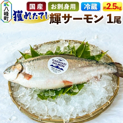 獲れたて「輝サーモン 」まるごと1尾 (約2.5kg)【生・冷蔵】|16_fid-060101