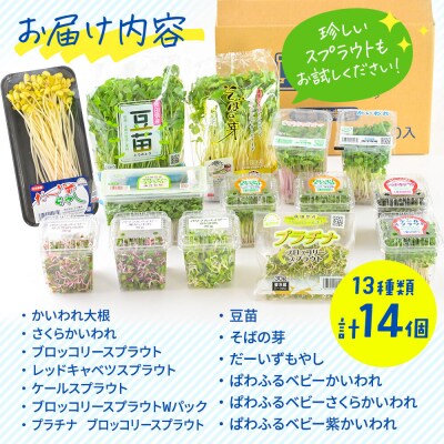スプラウト、かいわれ等13種セット【白神山系　超軟水仕込み】　計14個|16_mtn-020101