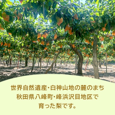 ～期間限定～白神山地峰浜沢目地区 和梨「あきづき」約3kg|16_orh-090301