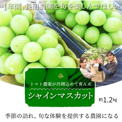 皆さんの応援で実った シャインマスカット 約1.2kg(2房) H004-151