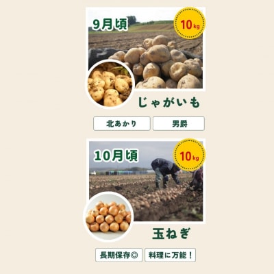 野菜の定期便【白樺(大)】4回便【令和8年産先行受付!】 美瑛の四季