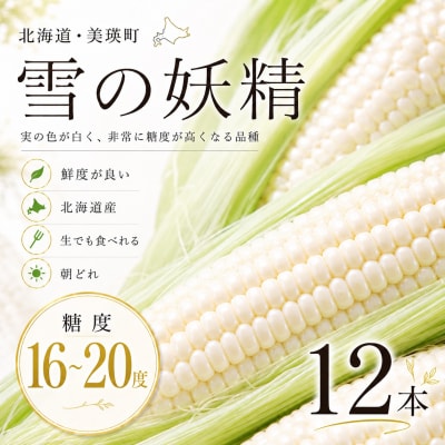 とうもろこし 雪の妖精 12本 北海道 令和8年産