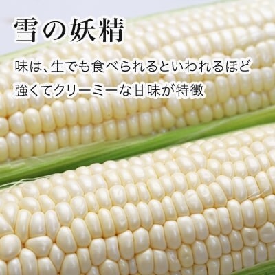 とうもろこし 雪の妖精 12本 北海道 令和8年産