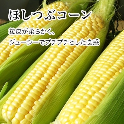 とうもろこし ほしつぶコーン&雪の妖精)各6本 計12本【令和8年産先行受付!】黒木農場　