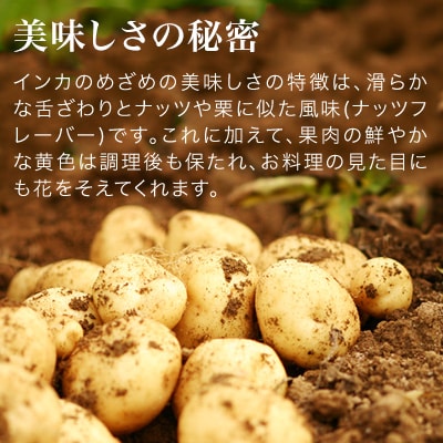 【令和7年産先行受付!】黒木農場 じゃがいも(インカのめざめ)5kg[013-62]