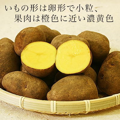 【令和7年産先行受付!】黒木農場 じゃがいも(インカのめざめ)5kg[013-62]
