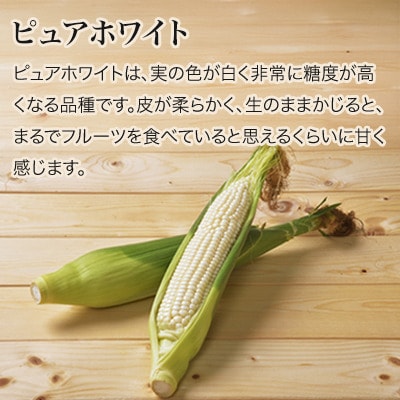 ≪令和7年産先行受付!≫美瑛産とうもろこし(黄・白)12本