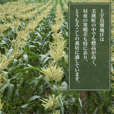 ≪令和7年産先行受付!≫美瑛産とうもろこし(黄・白)12本