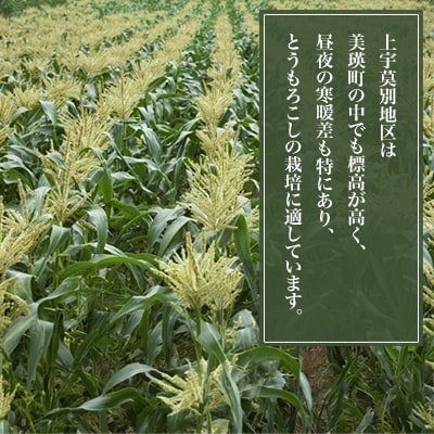 ≪令和7年産先行受付!≫美瑛産とうもろこし(白)12本