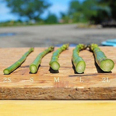 令和8年産!【訳あり】北海道美瑛町幻のアスパラ 本山農場のラスノーブル(グリーンアスパラ)1kg