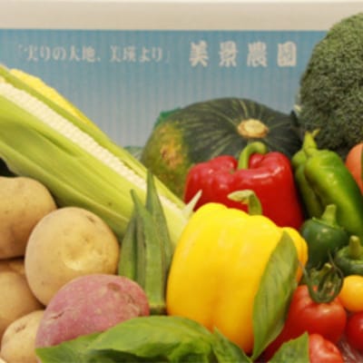 ≪令和7年産先行受付!≫美景農園　夏野菜セット