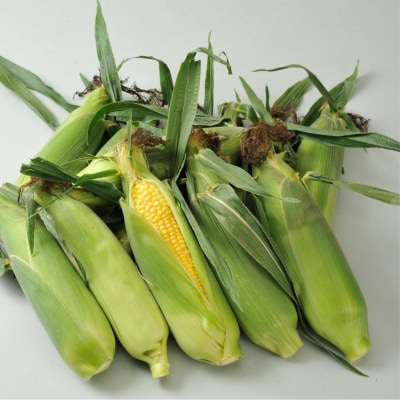 野菜 定期便 (6回)≪令和8年産先行受付!≫美景農園　