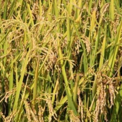 ≪令和8年産先行受付!≫美景農園　野菜の定期便(6回)