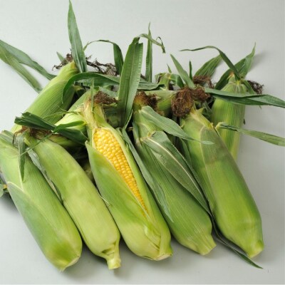 野菜 定期便 (5回)≪令和8年産先行受付!≫美景農園