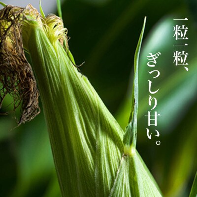 とうもろこし ≪令和8年産先行受付!≫美瑛選果　スイートコーン(黄12本) 