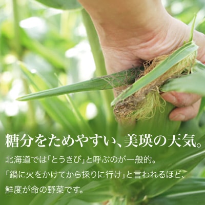 とうもろこし ≪令和8年産先行受付!≫美瑛選果　スイートコーン(黄12本) 