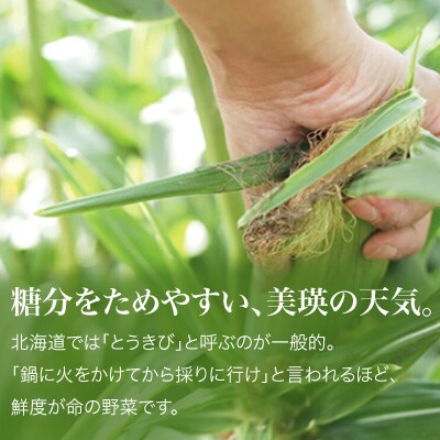 とうもろこし ≪令和8年産先行受付!≫美瑛選果 スイートコーン(白12本) 