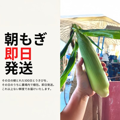 とうもろこし  【令和7年産予約受付!】墫乃字 ひとさじ農場 100日とうきび(農場直送) 