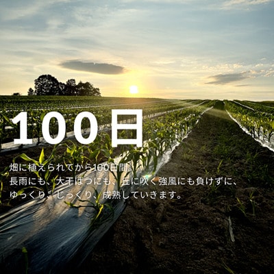とうもろこし  【令和7年産予約受付!】墫乃字 ひとさじ農場 100日とうきび(農場直送) 