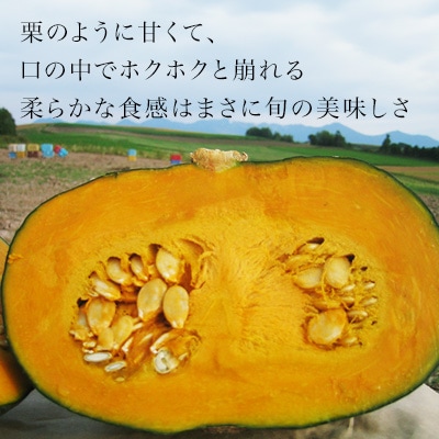 かぼちゃ 【令和7年産予約受付!】黒木農場 南瓜(ブラックのジョー)