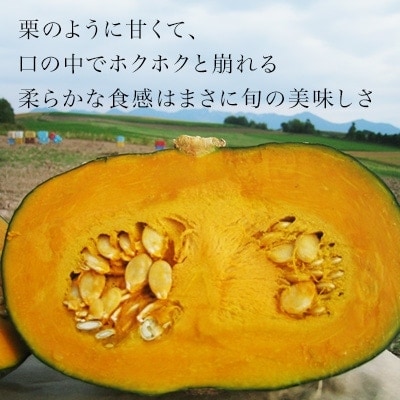 かぼちゃ 【令和7年産予約受付!】黒木農場 南瓜(ブラックのジョー)