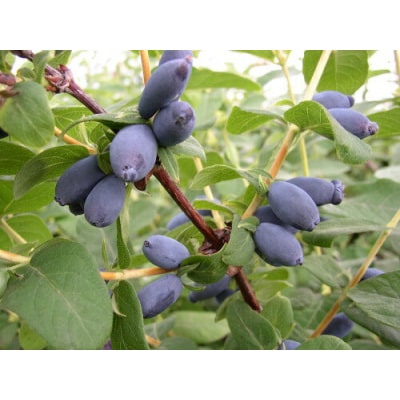 ジャム 3本 ハスカップ