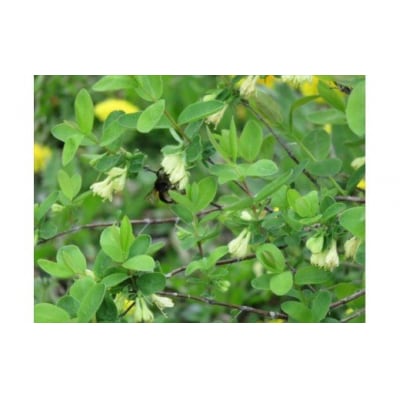 びえいハスカップファーム　ハスカップジャムとブルーベリージャムのセット(3本)