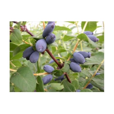 びえいハスカップファーム　ハスカップジャムとブルーベリージャムのセット(3本)