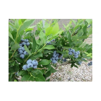 びえいハスカップファーム　ハスカップジャムとブルーベリージャムのセット(3本)