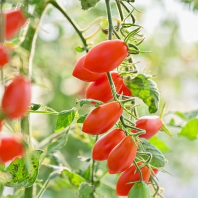 トマトジュース Greens Farm Yamazaki　朝日のトマトジュース 2本セット 1L