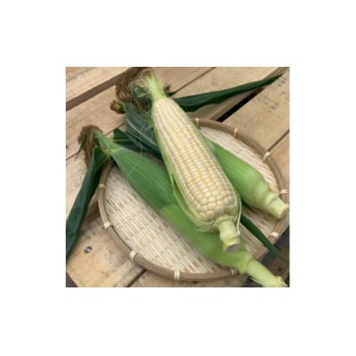 【先行予約】とうもろこし (白)8本 スイートコーン<令和8年産 >サスケの家