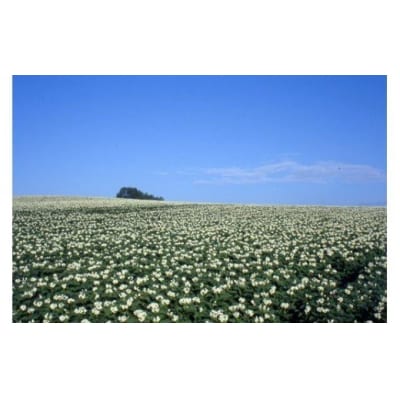 【令和9年産 先行予約】じゃがいも かぼちゃ 5kg 詰め合わせ セット 野菜セット サスケの家