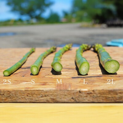 幻のアスパラ【Mサイズ 1kg 3回便】令和8年産!  北海道産 ラスノーブル