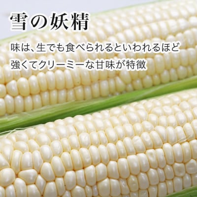 とうもろこし 雪の妖精 8本【令和8年産先行受付】北海道
