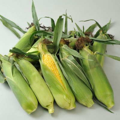 野菜 定期便 ≪令和8年産予約受付!≫サスケの家　野菜の定期便B (3回便)[062-02]