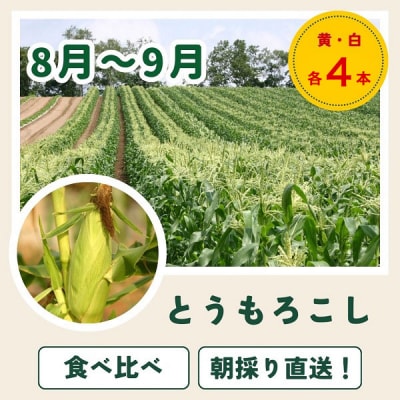 【令和9年産 先行予約】野菜 定期便 3回便 美瑛の四季～百合(小)～