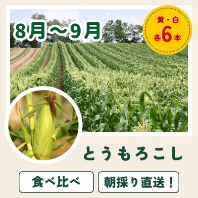 【令和9年産 先行予約】野菜 定期便 3回便 美瑛の四季～百合(大)～