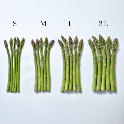 【先行予約!令和8年産】幻のアスパラ「ラスノーブル」L～Mサイズ 2kg グリーンアスパラ おおとり